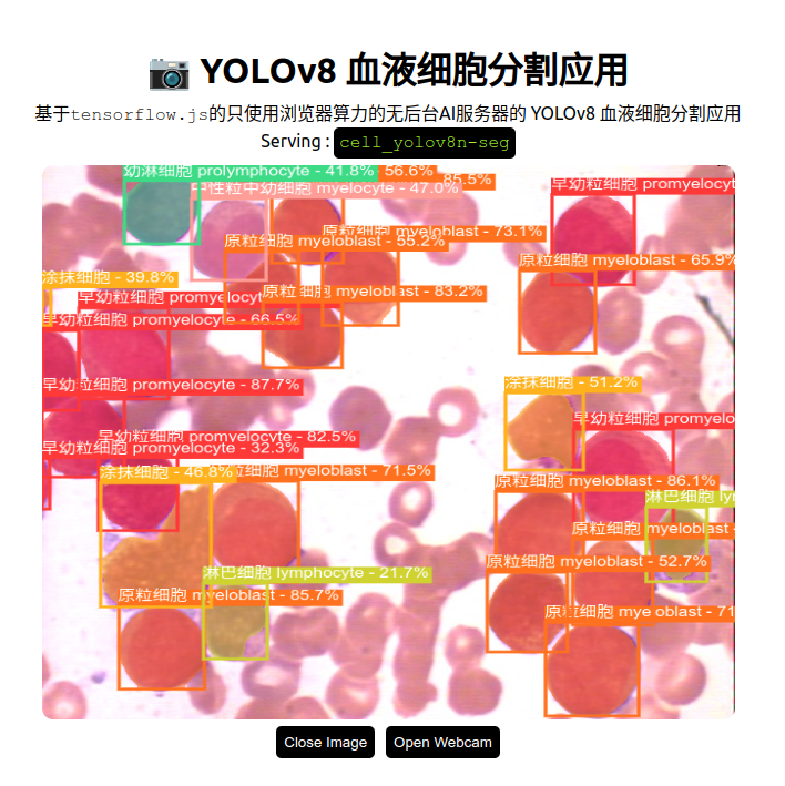 cell_yolov8-seg